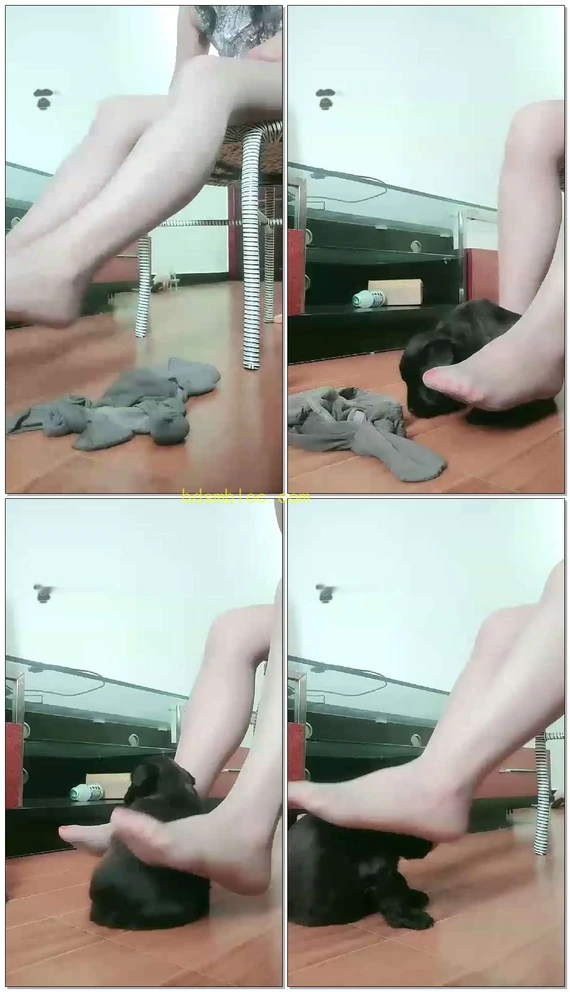 【红丽S】丝足逗真狗，你还不如狗