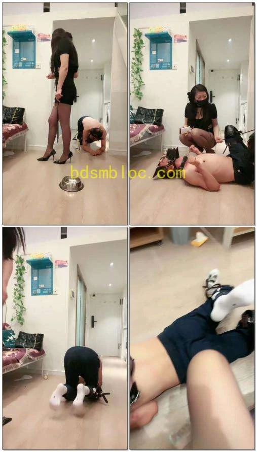 【喵主S】犬化训练K9