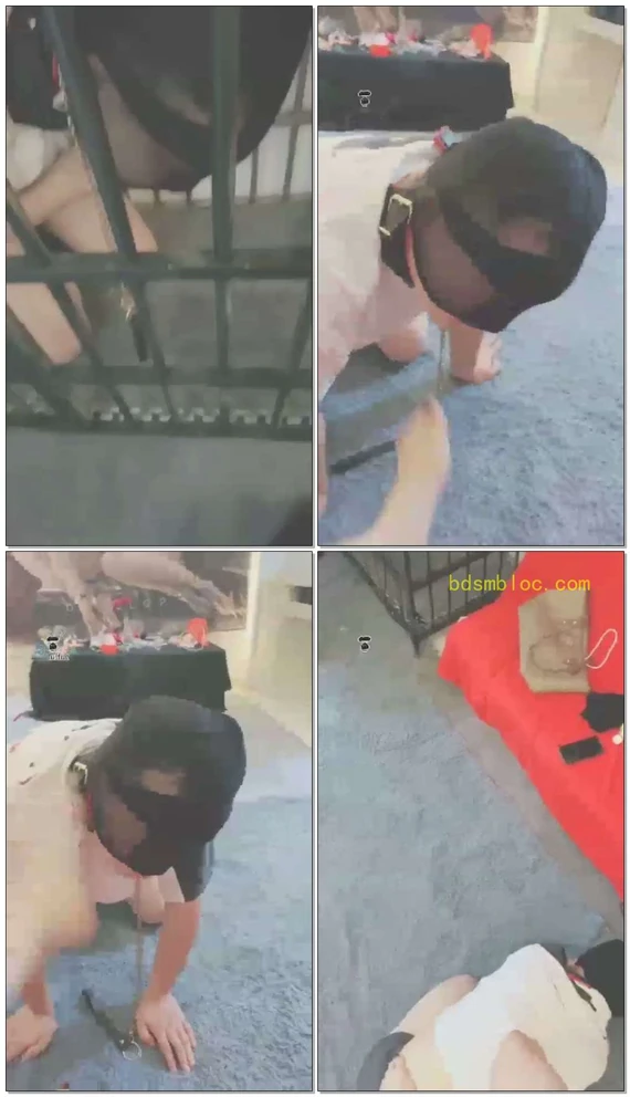 【贵阳妖妖学姐】训练狗狗开始